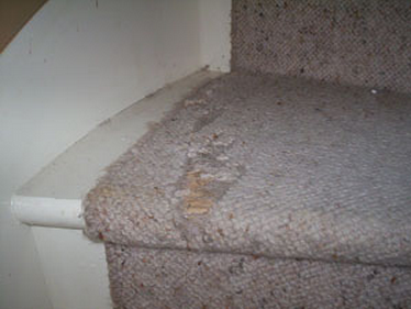 Another worn carpet runner on stairs, before repairs.